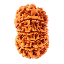 Load image into Gallery viewer, 12 Mukhi Nepalese Rudraksha - Bead No. 78