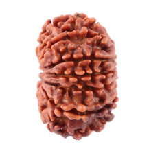 Load image into Gallery viewer, 12 Mukhi Nepalese Rudraksha - Bead No. 80