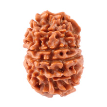 Load image into Gallery viewer, 12 Mukhi Nepalese Rudraksha - Bead No. 82
