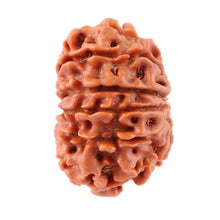 Load image into Gallery viewer, 12 Mukhi Nepalese Rudraksha - Bead No. 83