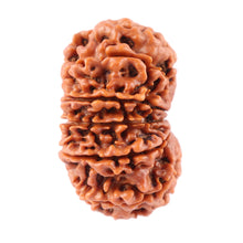 Load image into Gallery viewer, 12 Mukhi Nepalese Rudraksha - Bead No. 79