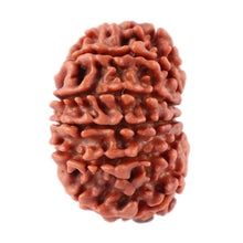 Load image into Gallery viewer, 12 Mukhi Nepalese Rudraksha - Bead No. 80