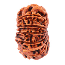 Load image into Gallery viewer, 12 Mukhi Nepalese Ganesha Rudraksha - Bead No. 84