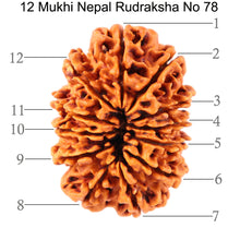 Load image into Gallery viewer, 12 Mukhi Nepalese Rudraksha - Bead No. 78