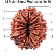 Load image into Gallery viewer, 12 Mukhi Nepalese Rudraksha - Bead No. 80