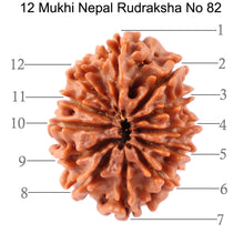 Load image into Gallery viewer, 12 Mukhi Nepalese Rudraksha - Bead No. 82