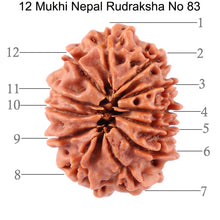 Load image into Gallery viewer, 12 Mukhi Nepalese Rudraksha - Bead No. 83