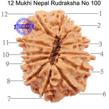Load image into Gallery viewer, 12 Mukhi Nepalese Rudraksha - Bead No. 100