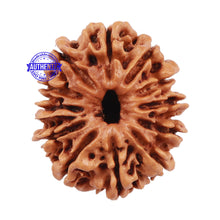 Load image into Gallery viewer, 12 Mukhi Nepalese Rudraksha - Bead No. 102