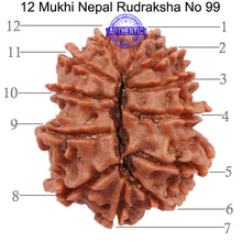 Load image into Gallery viewer, 12 Mukhi Nepalese Rudraksha - Bead No. 99