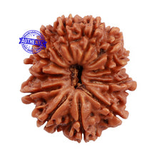 Load image into Gallery viewer, 12 Mukhi Nepalese Rudraksha - Bead No. 99