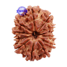 Load image into Gallery viewer, 12 Mukhi Nepalese Rudraksha - Bead No. 103