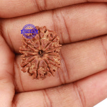 Load image into Gallery viewer, 12 Mukhi Nepalese Rudraksha - Bead No. 103