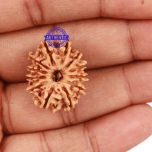 Load image into Gallery viewer, 12 Mukhi Nepalese Rudraksha - Bead No. 105