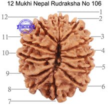 Load image into Gallery viewer, 12 Mukhi Nepalese Rudraksha - Bead No. 106