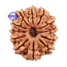 Load image into Gallery viewer, 12 Mukhi Nepalese Rudraksha - Bead No. 106