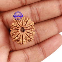 Load image into Gallery viewer, 12 Mukhi Nepalese Rudraksha - Bead No. 106