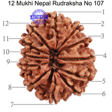 Load image into Gallery viewer, 12 Mukhi Nepalese Rudraksha - Bead No. 107