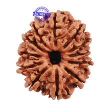 Load image into Gallery viewer, 12 Mukhi Nepalese Rudraksha - Bead No. 107