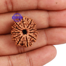 Load image into Gallery viewer, 12 Mukhi Nepalese Rudraksha - Bead No. 107