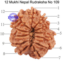 Load image into Gallery viewer, 12 Mukhi Nepalese Rudraksha - Bead No. 109