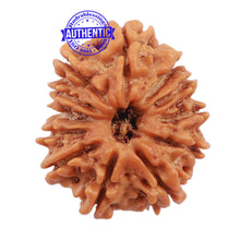 Load image into Gallery viewer, 12 Mukhi Nepalese Rudraksha - Bead No. 110