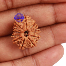 Load image into Gallery viewer, 12 Mukhi Nepalese Rudraksha - Bead No. 110