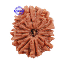 Load image into Gallery viewer, 12 Mukhi Nepalese Rudraksha - Bead No. 112