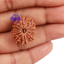 Load image into Gallery viewer, 12 Mukhi Nepalese Rudraksha - Bead No. 112
