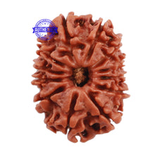 Load image into Gallery viewer, 12 Mukhi Nepalese Rudraksha - Bead No. 113
