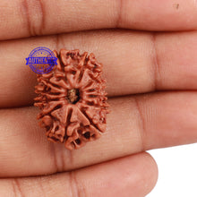 Load image into Gallery viewer, 12 Mukhi Nepalese Rudraksha - Bead No. 113