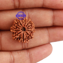 Load image into Gallery viewer, 12 Mukhi Nepalese Rudraksha - Bead No. 114