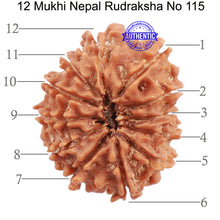 Load image into Gallery viewer, 12 Mukhi Nepalese Rudraksha - Bead No. 115