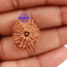 Load image into Gallery viewer, 12 Mukhi Nepalese Rudraksha - Bead No. 115
