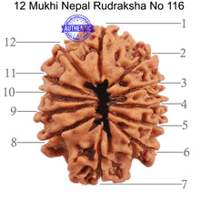 Load image into Gallery viewer, 12 Mukhi Nepalese Rudraksha - Bead No. 116