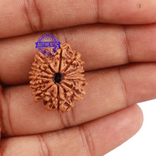 Load image into Gallery viewer, 12 Mukhi Nepalese Rudraksha - Bead No. 116