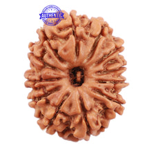 Load image into Gallery viewer, 12 Mukhi Nepalese Rudraksha - Bead No. 117