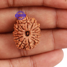 Load image into Gallery viewer, 12 Mukhi Nepalese Rudraksha - Bead No. 117