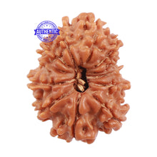 Load image into Gallery viewer, 12 Mukhi Nepalese Rudraksha - Bead No. 118