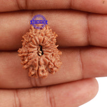 Load image into Gallery viewer, 12 Mukhi Nepalese Rudraksha - Bead No. 118