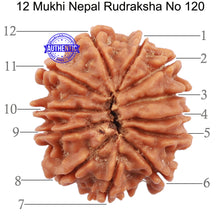 Load image into Gallery viewer, 12 Mukhi Nepalese Rudraksha - Bead No 120