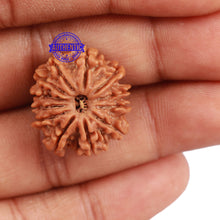 Load image into Gallery viewer, 12 Mukhi Nepalese Rudraksha - Bead No 120