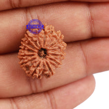 Load image into Gallery viewer, 12 Mukhi Nepalese Rudraksha - Bead No. 121