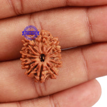 Load image into Gallery viewer, 12 Mukhi Nepalese Rudraksha - Bead No. 122