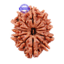 Load image into Gallery viewer, 12 Mukhi Nepalese Rudraksha - Bead No. 123