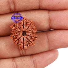 Load image into Gallery viewer, 12 Mukhi Nepalese Rudraksha - Bead No. 123