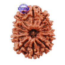 Load image into Gallery viewer, 12 Mukhi Nepalese Rudraksha - Bead No 125