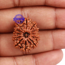 Load image into Gallery viewer, 12 Mukhi Nepalese Rudraksha - Bead No 125
