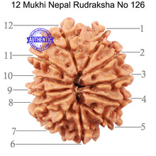 Load image into Gallery viewer, 12 Mukhi Nepalese Rudraksha - Bead No 126