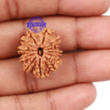 Load image into Gallery viewer, 12 Mukhi Nepalese Rudraksha - Bead No 126